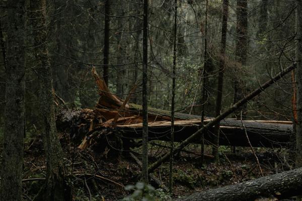Quand faut-il abattre un arbre plutôt que simplement l’émonder?